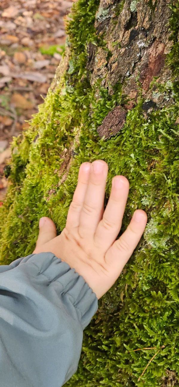 Kinderhand tastet Moos am Baum – Naturerkundung und sensorische Erfahrungen draußen